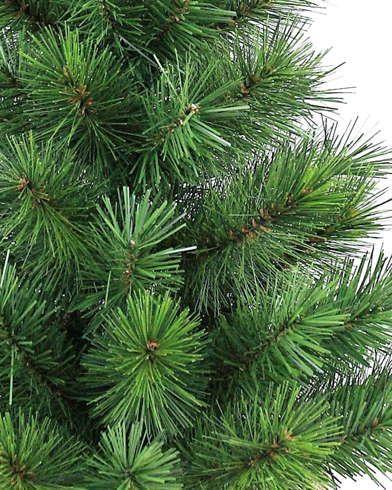 Green Spruce Table Top Burlap Tree