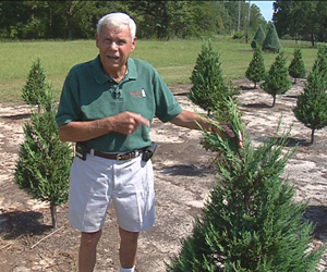 Drought affects Lee Co. Christmas tree farmer