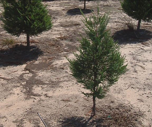 Drought affects Lee Co. Christmas tree farmer