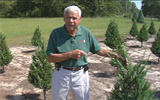 Drought affects Lee Co. Christmas tree farmer