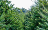 Market report - Christmas trees