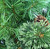 7ft cashmere needle mixed tips pre-lit tree